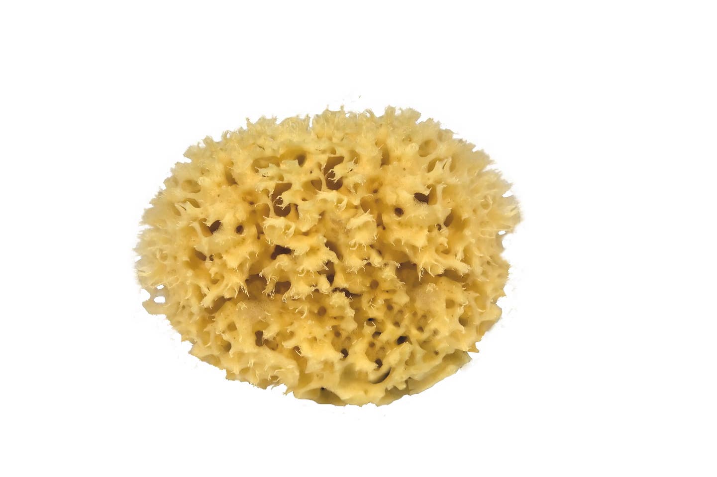 Sustainable natural sponge, photo 4 of 8