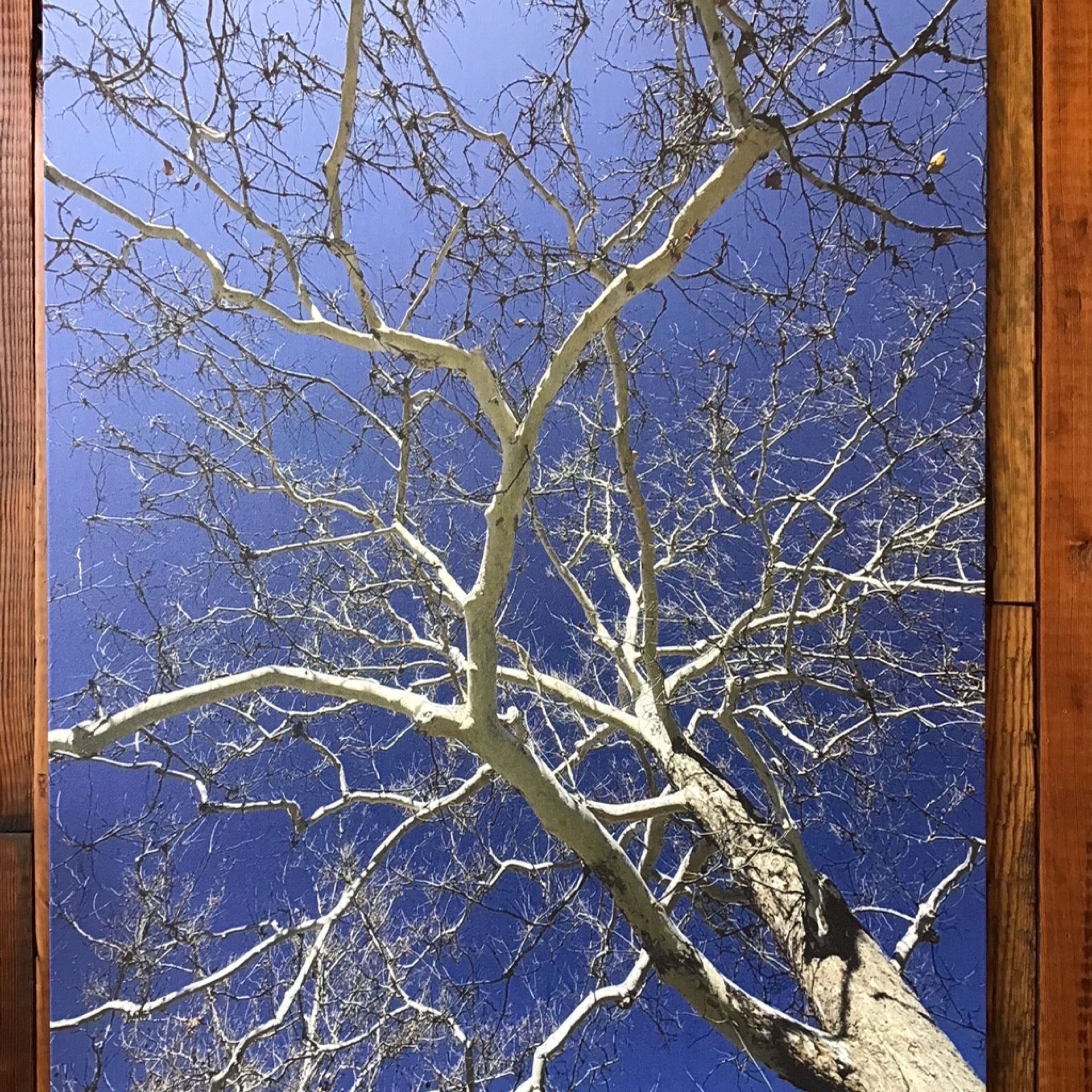 Sycamore in Scarsdale