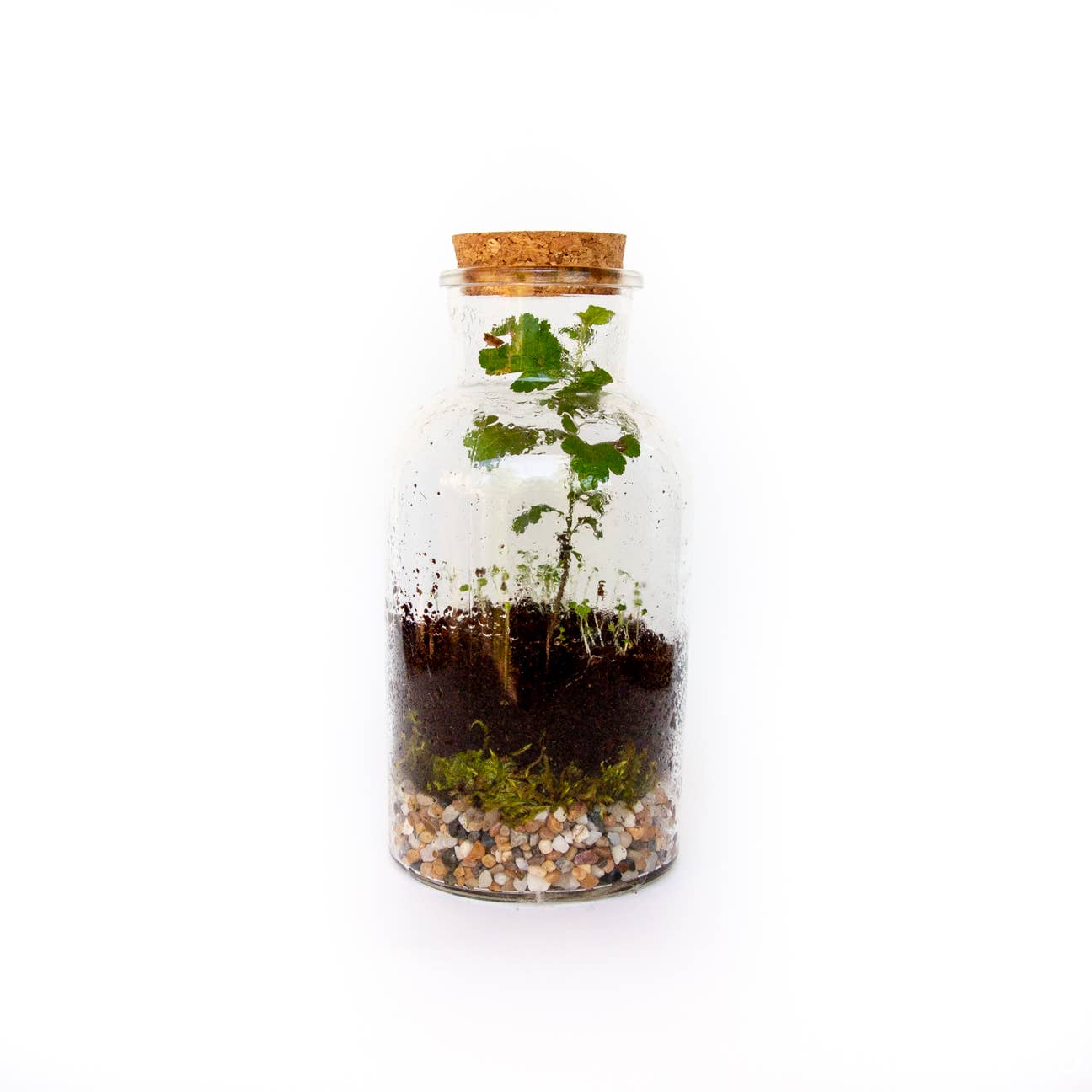 DIY Large Jar Terrarium with Soil and Moss Garden Crafts Kit, photo 4 of 5