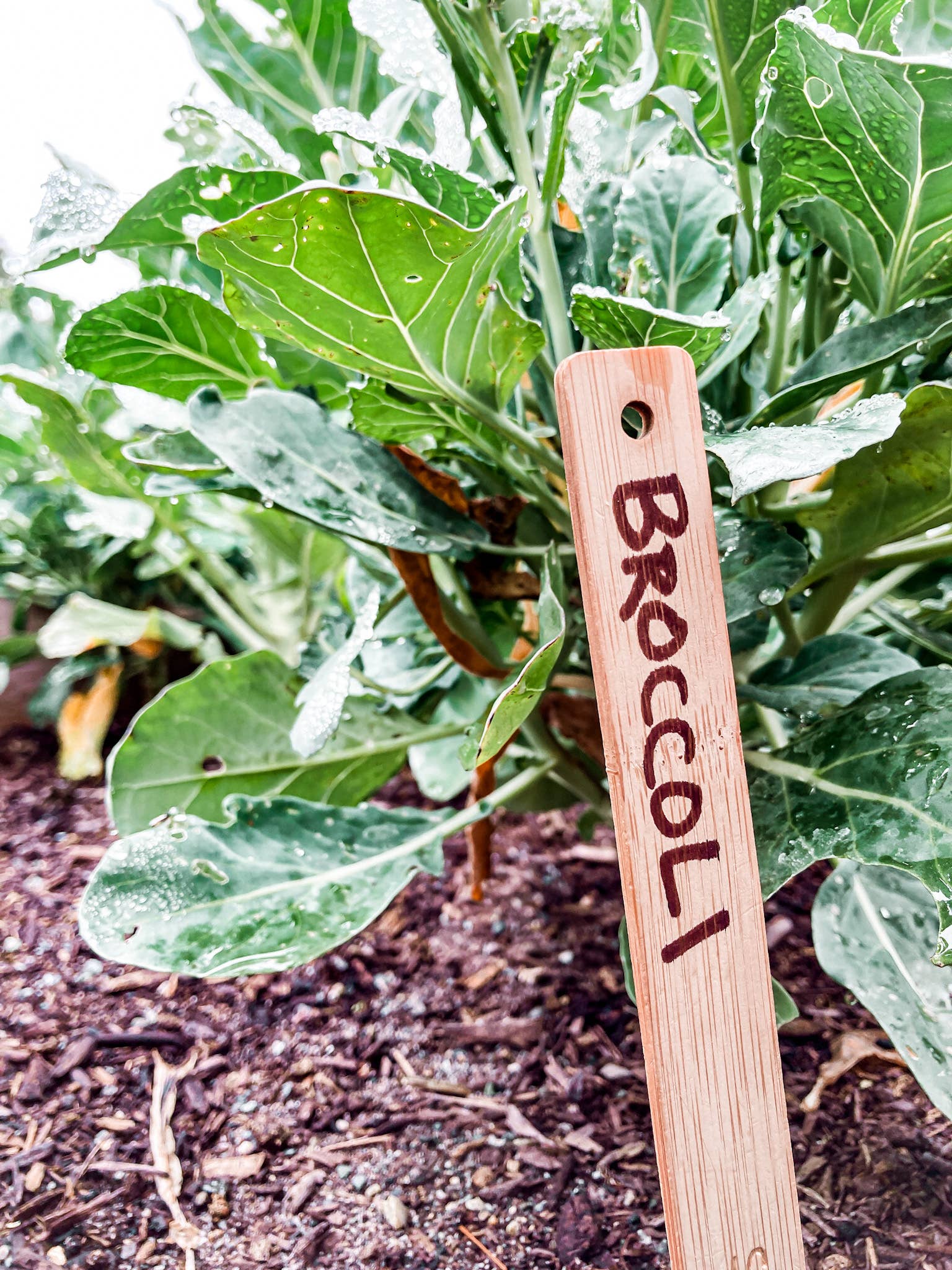 Wood Plant Labels, photo 2 of 2